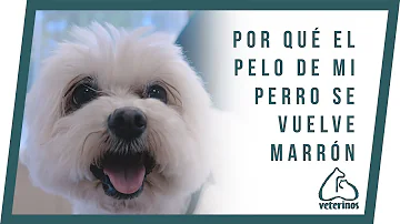 ¿Por qué el pelo de mi perro es rosa?