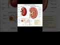 Structure of kidney #nursingnotes #anatomy #tips #baby #diagram #nursing #biology #education #nurse