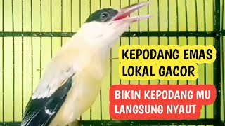 BURUNG KEPODANG EMAS LOKAL GACOR‼PANCINGAN KEPODANG TROTOL AGAR NYAUT