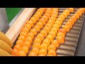 【製造風景】切りみかん飴の作り方