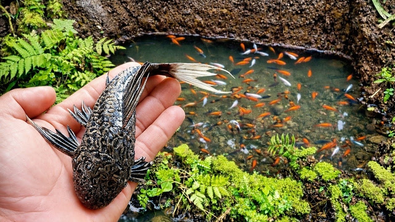 AMAZING! I FOUND COLORFUL FISH IN A SMALL STREAM #FISHING 