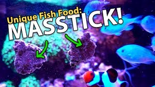 Masstick Fish Food Test Messy 