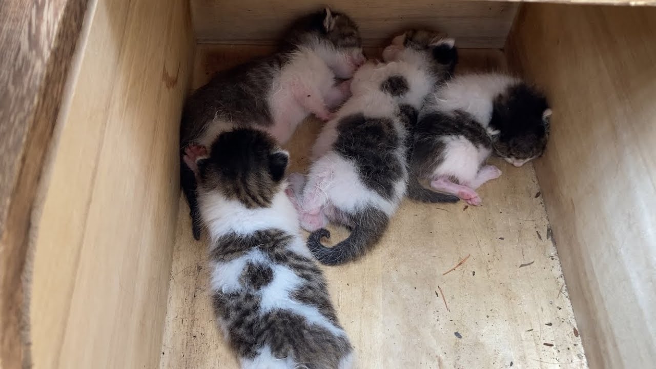 赤ちゃん子猫だったコジロウと兄弟たちが、成長して保護されるまで