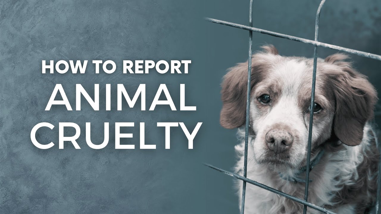 Animal Neglect Report