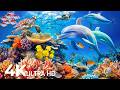 Amazing 4K Ocean Adventure 🐳 Dive Deep and Marvel at Sea Animal in The Best 4K ULTRA HD Aquarium #70