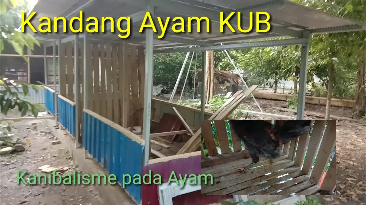 Kandang sederhana namun biaya lumayan..!ternak ayam kub secara mandiri