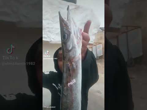 رزقتنا تحت الشتي الحمدلله بركودا صيد  