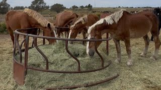 5 Belgian Draft Horses Facing Slaughter, Help Us Save them! And 3 Horses and a Mule Found Freedom!