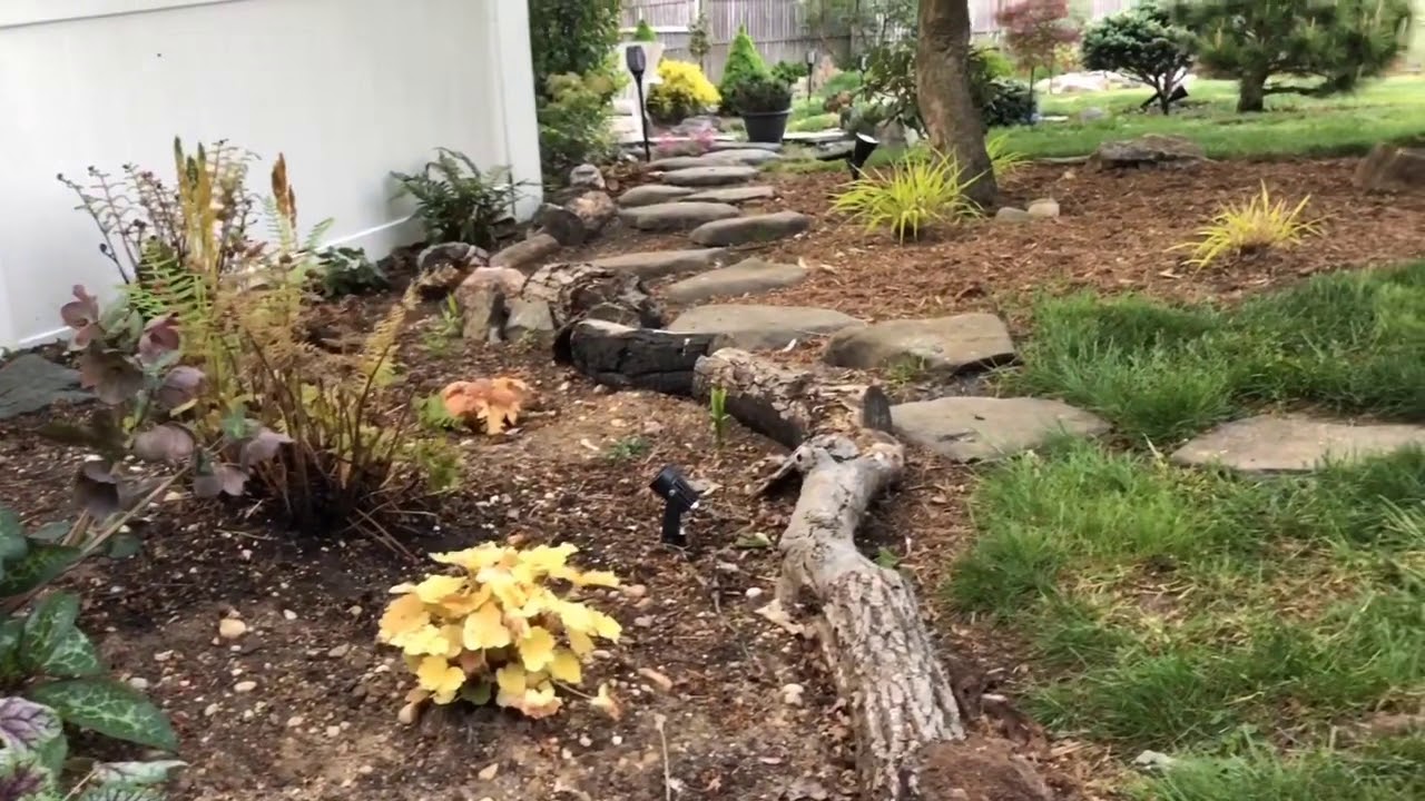 Azaleas Bloom, and Many Birds in my Backyard Zen Garden
