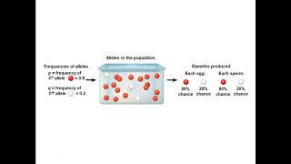 Unit 6 Evolution #2: Chapter 23 The Evolution of Populations
