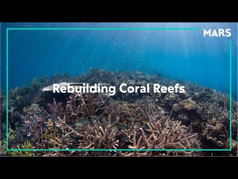 Mars Coral Reef Restoration Efforts Show Remarkable Progress