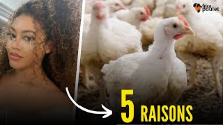 Partie 14: TU dois INVESTIR dans LE BUSINESS DE POULET LOCAL en Afrique (5 RAISONS AUJOURD'HUI)