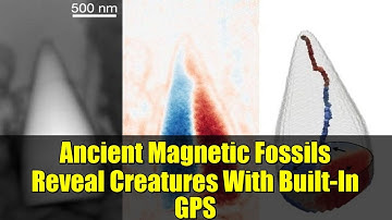 Ancient Magnetic Fossils Reveal Creatures With Built-In GPS | Mind-Blowing Discovery!