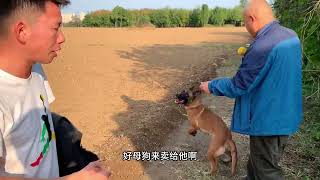 边玩狗边挣钱！#马犬 #狗狗 #宠物 #记录真实生活 #dog by 龙龙要努力 200 views 3 months ago 2 minutes, 13 seconds