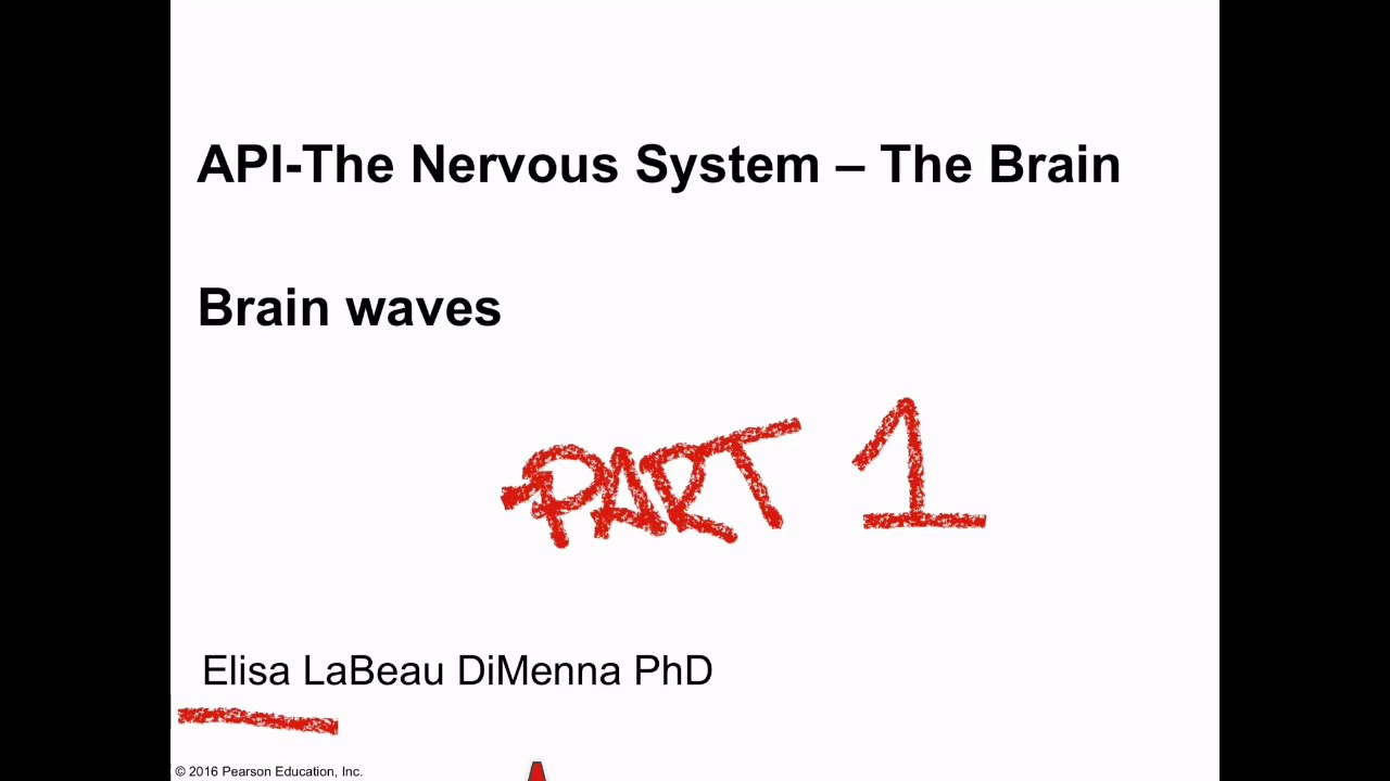 API-The Nervous System- The Brain-introduction to brain waves EEG - YouTube