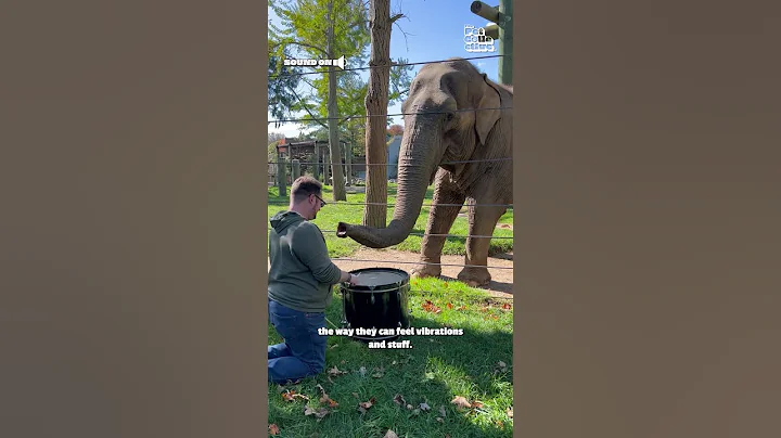 Elephant Learns to Play Drums! 🐘🥁