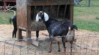 Meet My Goats, Meet My Goats