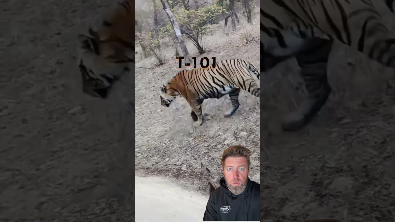 Lions Vs Tigers