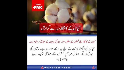 FMC Weather Forecast