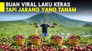 Buah Ajaib Pembawa Berkah Raup Ratusan Paket Buah Bit Tiap Hari Dikirim Sdanai Luar Pulau