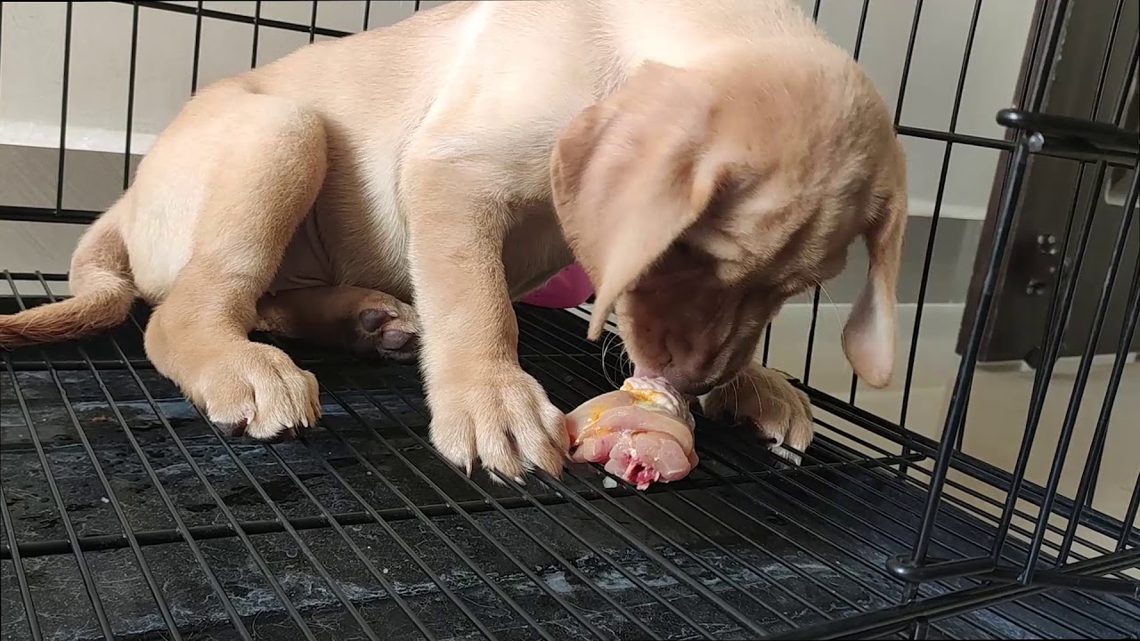 labrador eating raw meat YouTube