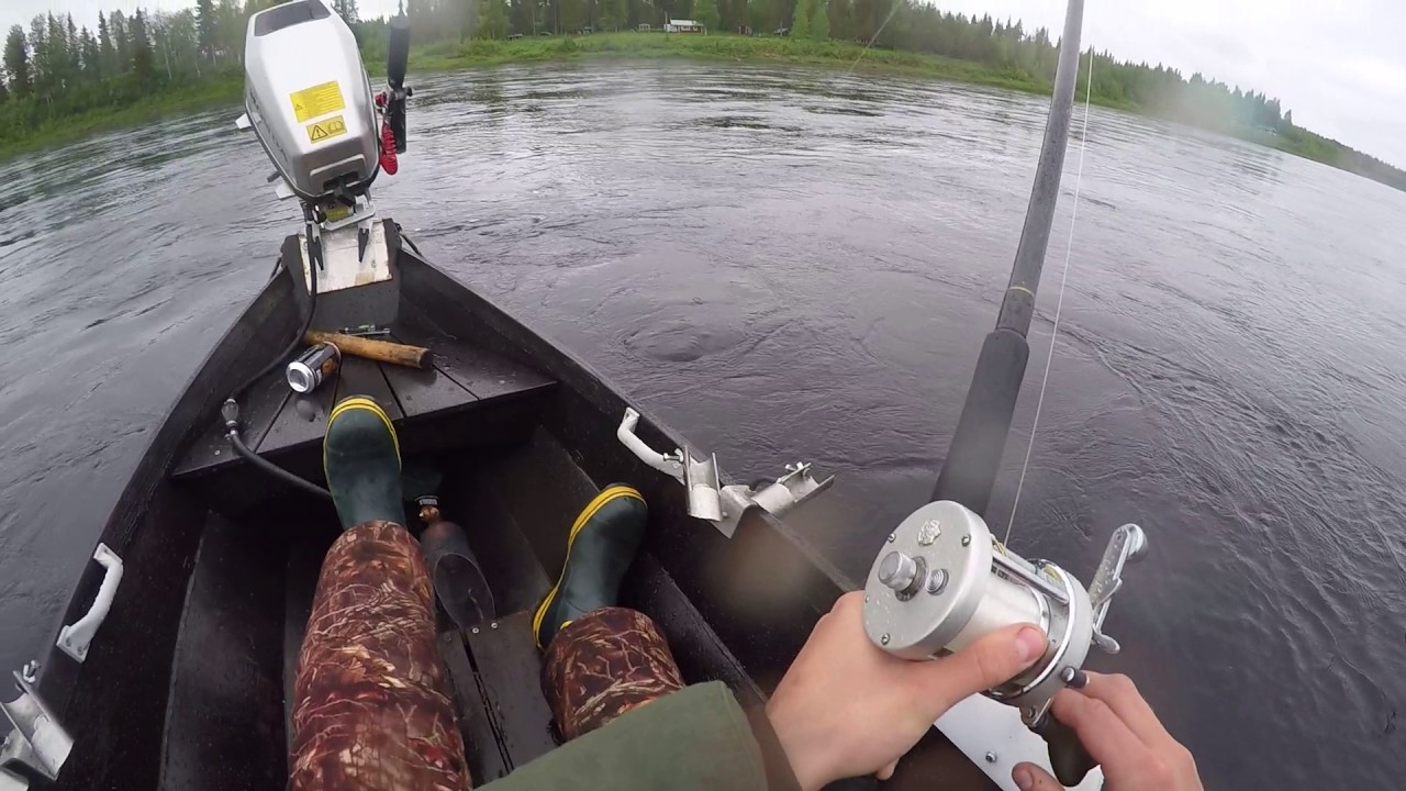 Lohi 15.5kg, Tornionjoki (Lempeä)