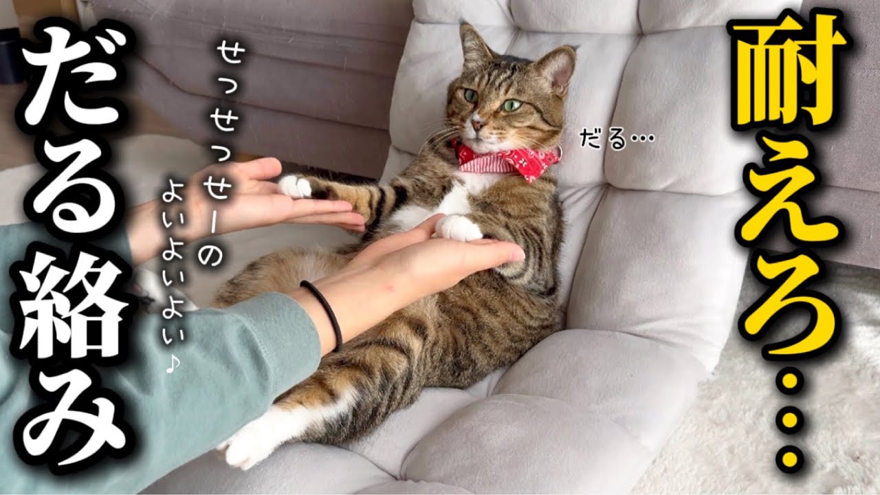 元ボス猫を家族に迎えたらどんなダル絡みにも付き合ってくれる心優しいアザラシでした