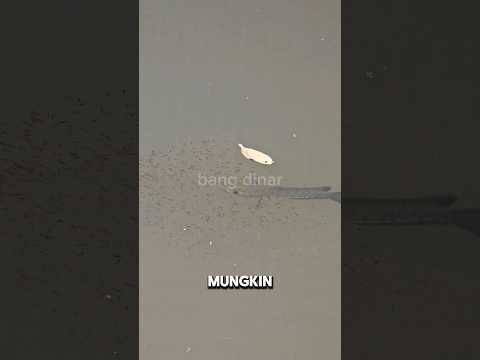 UPDATE‼️INDUKAN GABUS PERNIKAHAN