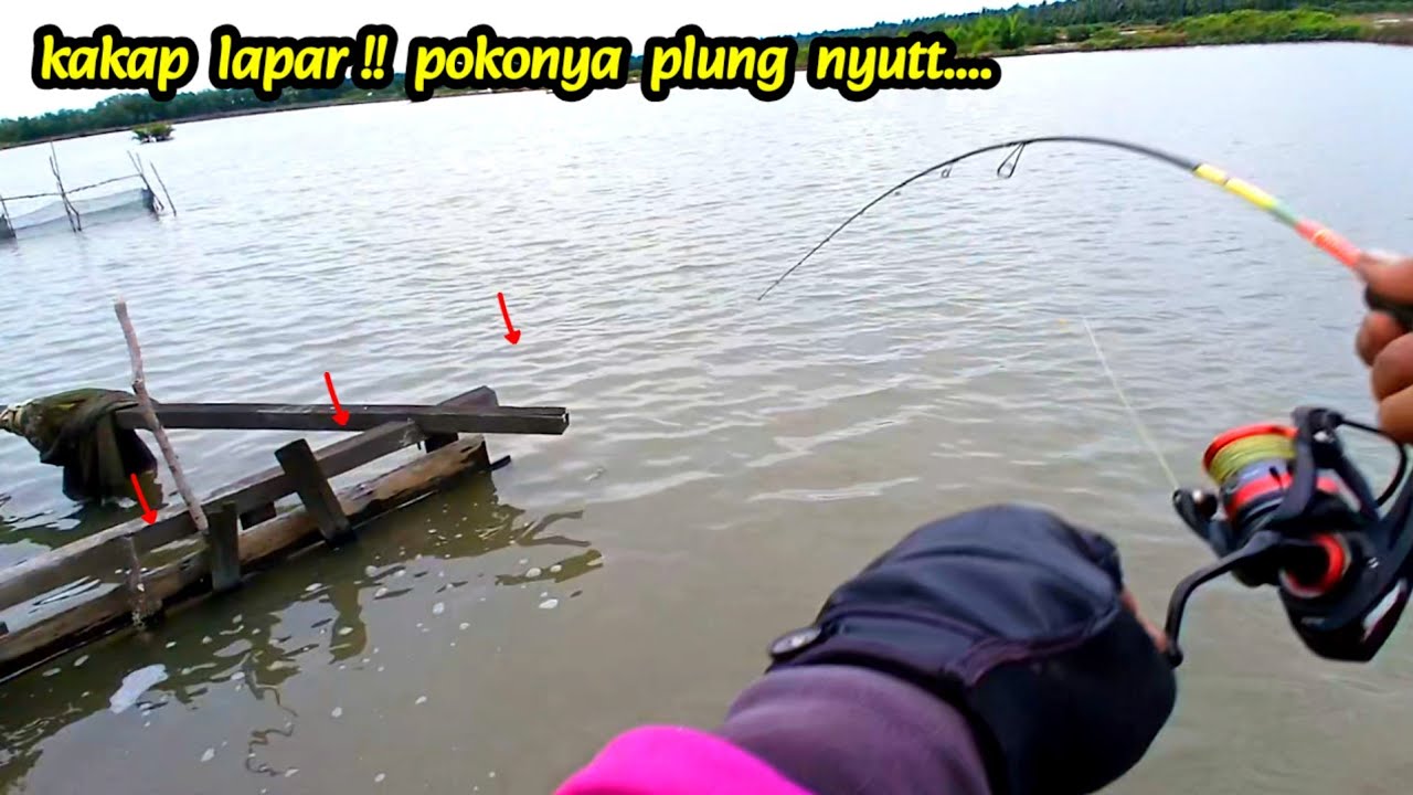 Mancing kakap putih sebentar, sudah dapat banyak, pokonya  plung nyut..!!
