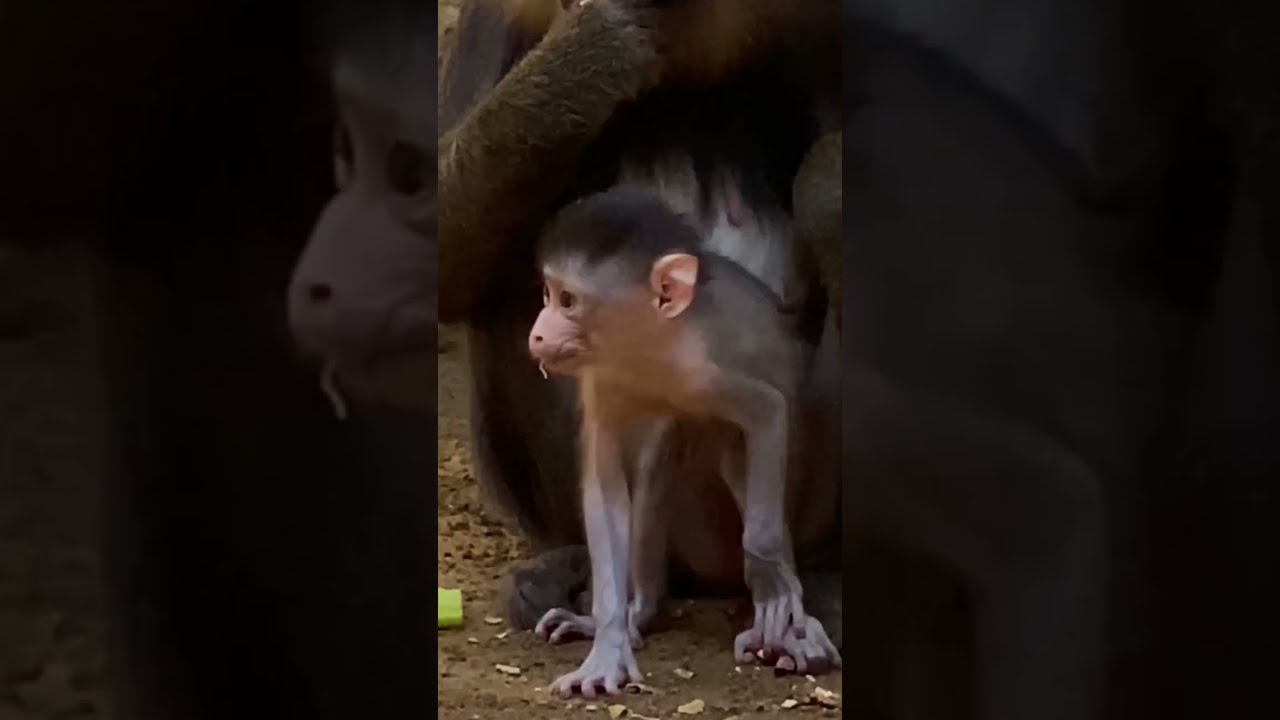 Mandrill Baby Tries Food