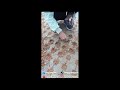 Grass seed planting