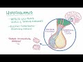 Toxic multinodular goiter - causes, symptoms, diagnosis, treatment, pathology