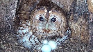 Tawny Owls Prepare For Big Clutch of Eggs | Bonnie & Ozzy | Robert E Fuller