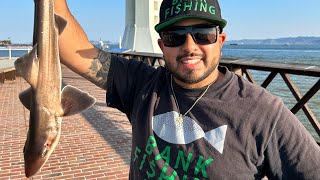 Fishing New Pier at Treasure Island‼ Multi Species‼ #california #bayarea #fishing #new #species