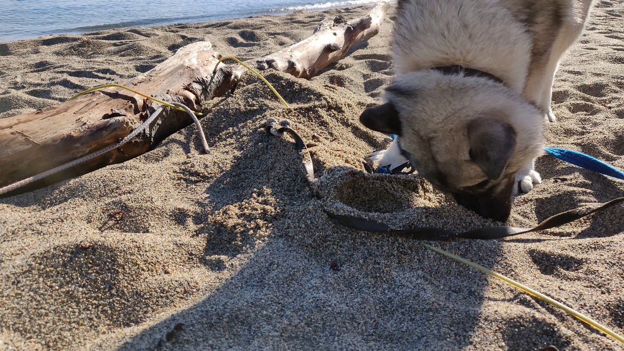 My dog hiding her treats in the sand