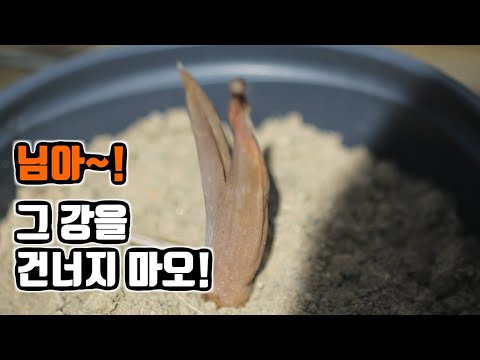 en sub) 死んでいくアロエ生かす方法