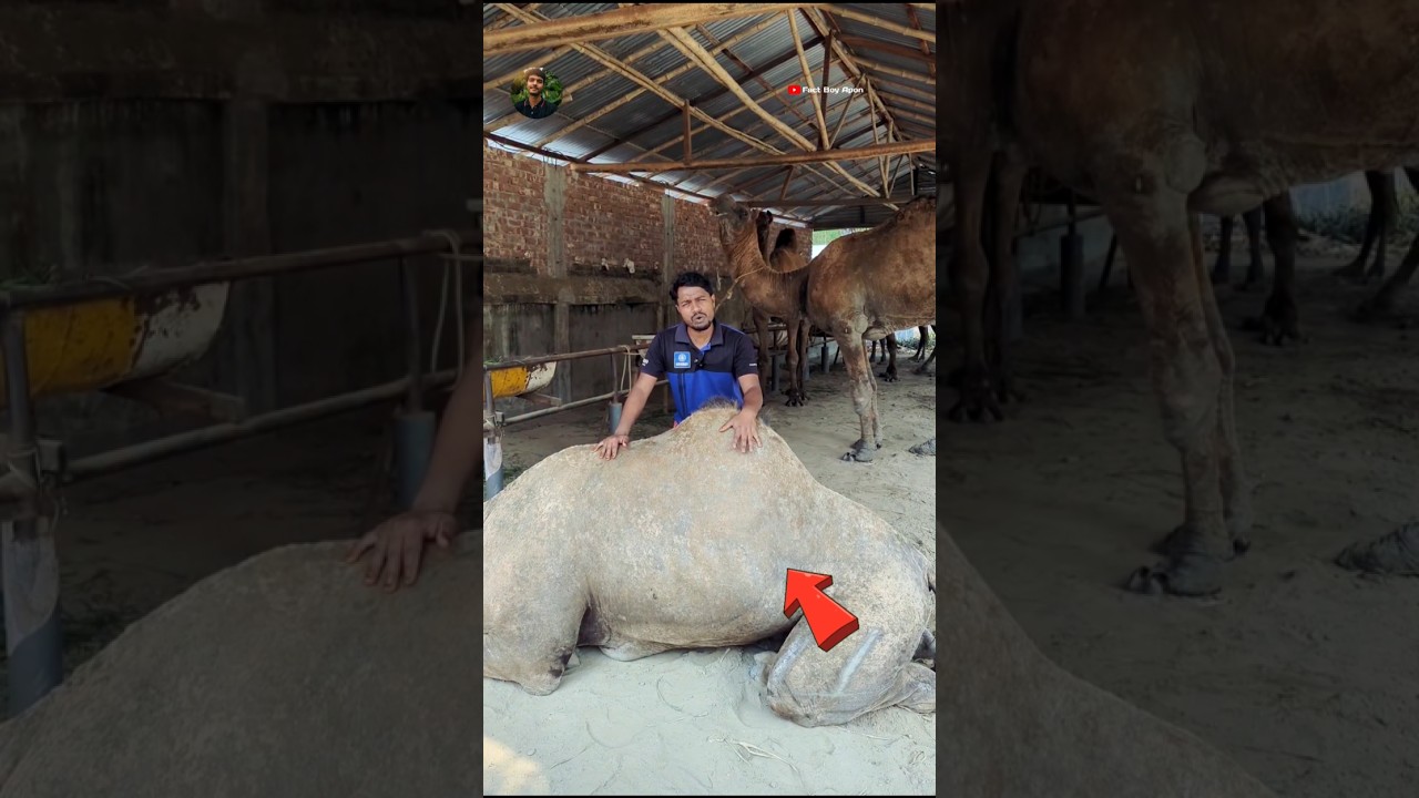 He Bought a Camel 🐪 #shorts