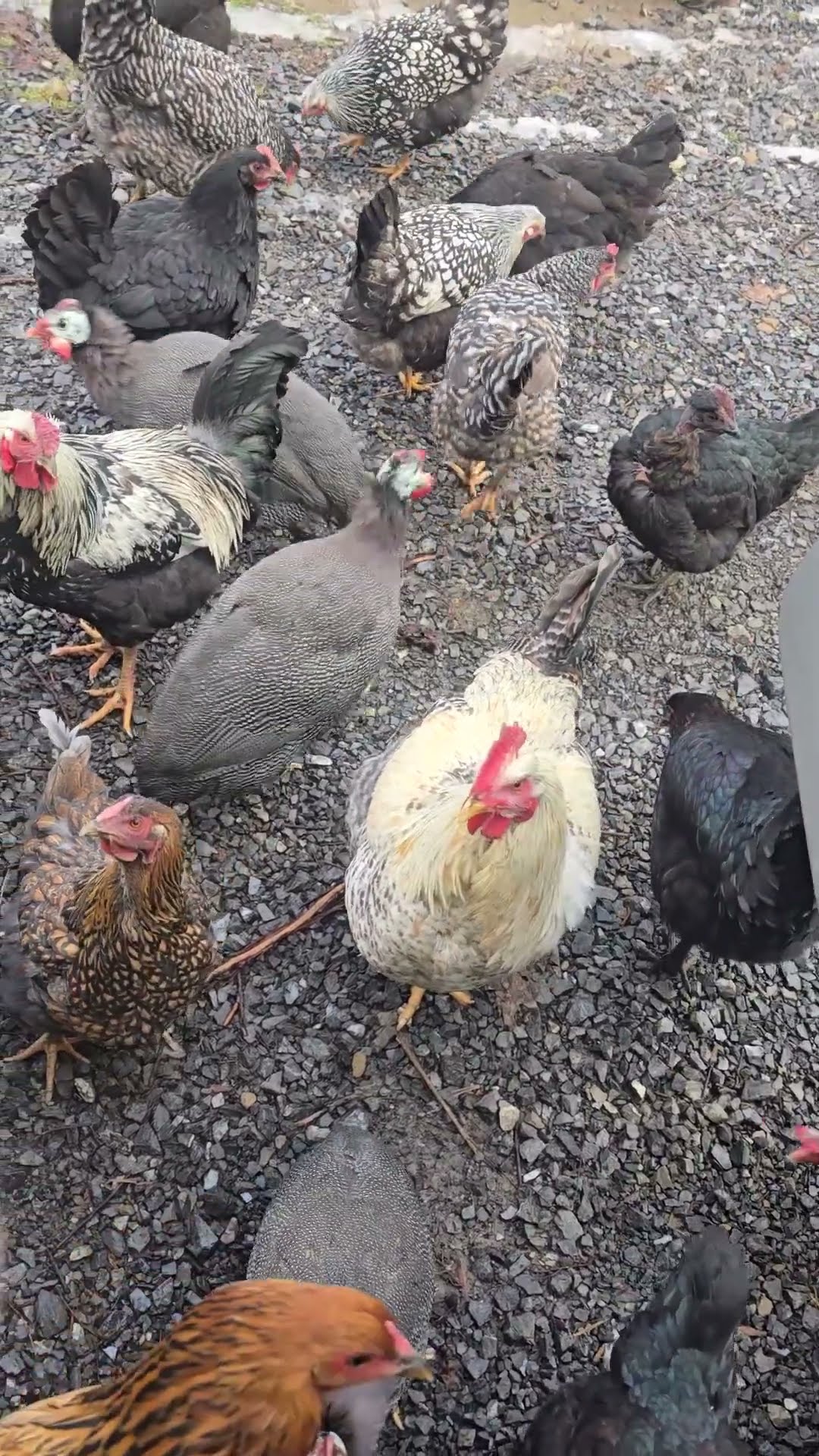 Chickens Follow Delivery Driver to Truck || ViralHog