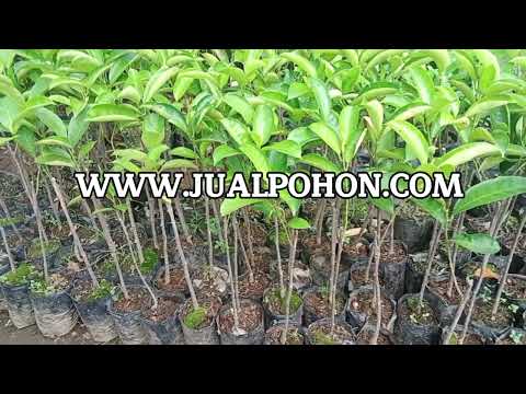 Pohon Cempedak Kualitas Super Cepat Berbuah