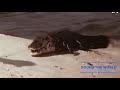 الاناكوندا المفترسه والصراع مع النمور الشرسه الاناكوندا المفترسه والصراع مع النمور الشرسه