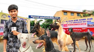 அகில இந்திய நாய்கள் கண்காட்சி 40 அரிய வகை நாய் பங்கேற்பு! #dogshow The Salem ACME Kennel Club