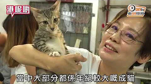 猫虐待 猫虐待
