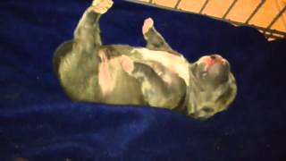 Tickle Tickle Me American Bully