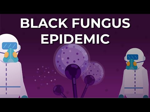 What is Black Fungus or Mucormycosis?