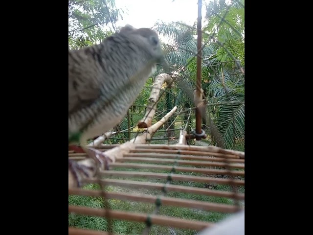 Suara Burung Merbok Kocak... class=