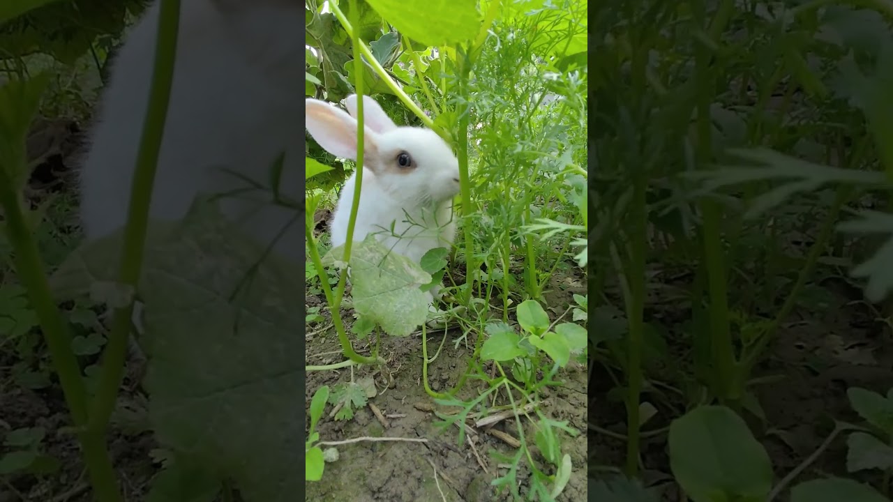 Rabbit || Bunny Blissful 