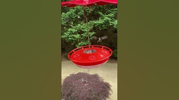 Ruby Throated Hummingbird in Maryland