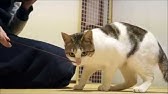 猫のクリッカートレーニングの解説ビデオ How To Cat Clicker Training Youtube