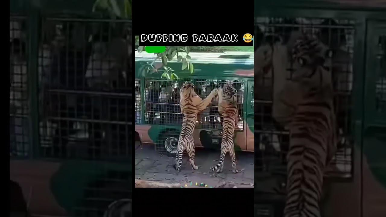 angry tiger 😂