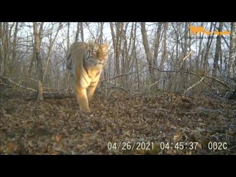 Погоня тигра за оленем